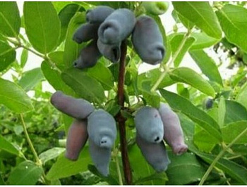 Жимолость съедобная Вечный зов