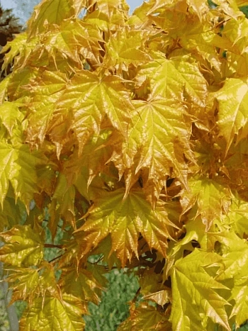 Клен остролистный Golden Globe