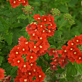 Вербена Кварц Скарлет Вербена Кварц Скарлет