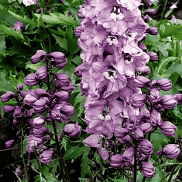 Дельфиниум  культурный M. F. Deep Rose whith White Bee