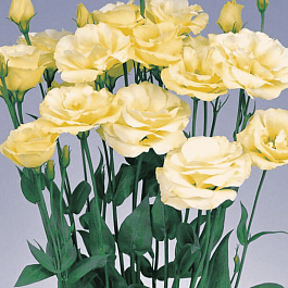 Лизиантус Advantage 2 Yellow
