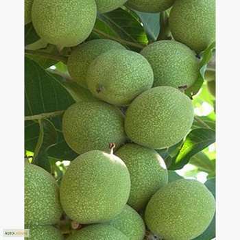 Орех грецкий Идеал