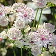Астранция большая Sunningdale Variegated Астранция большая Sunningdale Variegated