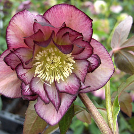 Морозник восточный Дабл Элен Пикоти