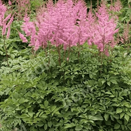 Астильба Арендса Amethyst