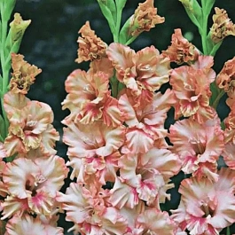 Гладиолус Kissy Ruffle