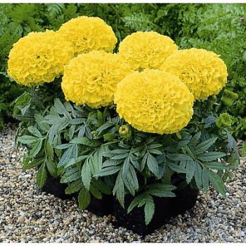 Бархатцы прямостоячие Дюн Голд