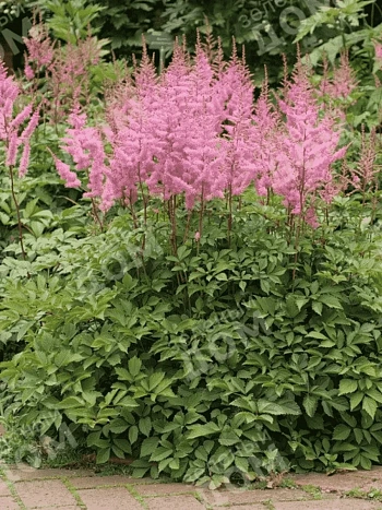 Астильба Арендса Amethyst