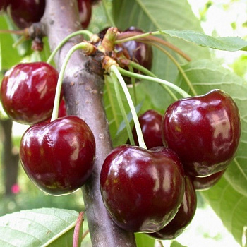 Черешня Валерий Чкалов