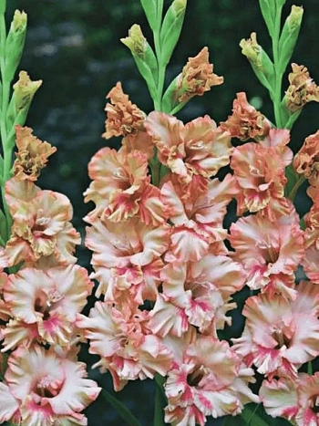 Гладиолус Kissy Ruffle