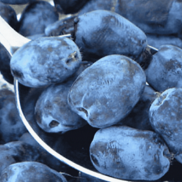 Жимолость Черничка