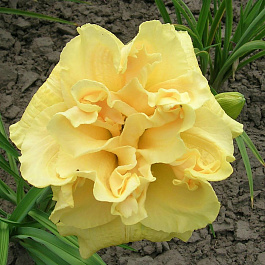 Лилейник гибридный Йеллоу Сабмарин