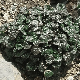 Живучка ползучая Metalica Crispa