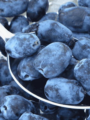 Жимолость Черничка