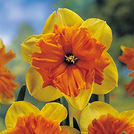 Нарцисс с расщеплённой коронкой Слайс оф Лайф