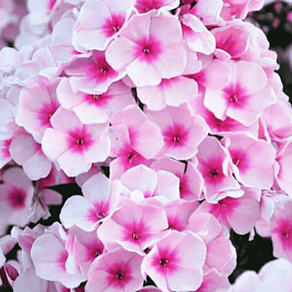 Флокс метельчатый Brilliant Eyes