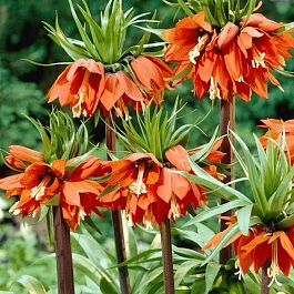 Рябчик императорский Aurora