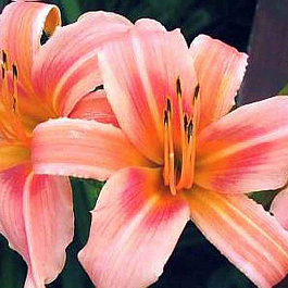 Лилейник гибридный Холс Пинк
