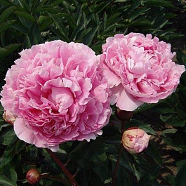 Пион травянистый Эмпайр Стейт Пион травянистый Эмпайр Стейт