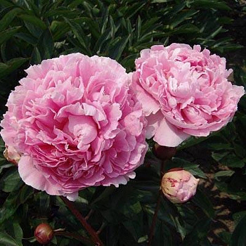 Пион травянистый Эмпайр Стейт