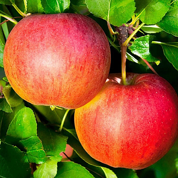 Яблоня колоновидная Академическая