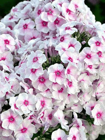 Флокс метельчатый Graf Zeppelin