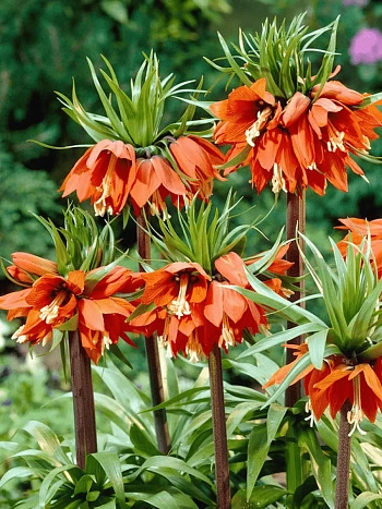 Рябчик императорский Aurora