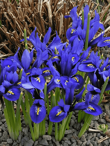 Ирис сетчатый Harmony