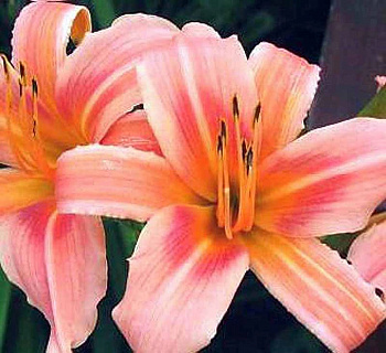 Лилейник гибридный Холс Пинк