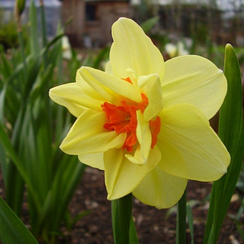 Нарцисс махровый Дабл Фэшн Нарцисс махровый Дабл Фэшн