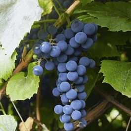 Виноград культурный Агат Донской