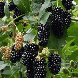 Ежевика садовая Black butte