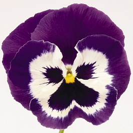 Виола крупноцветковая Матрикс Парпл энд Вайт