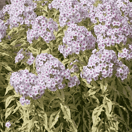 Флокс метельчатый Nora Leigh