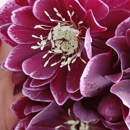 Морозник восточный Red Double