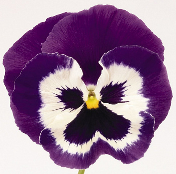 Виола крупноцветковая Матрикс Парпл энд Вайт
