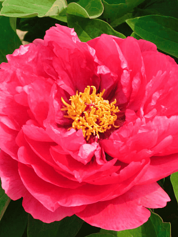 Пион древовидный Super Star