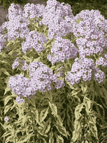 Флокс метельчатый Nora Leigh