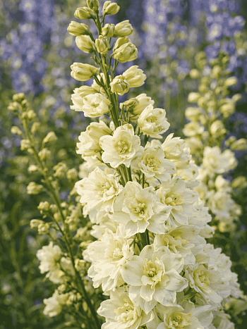 Дельфиниум  культурный Sherbet Lemon