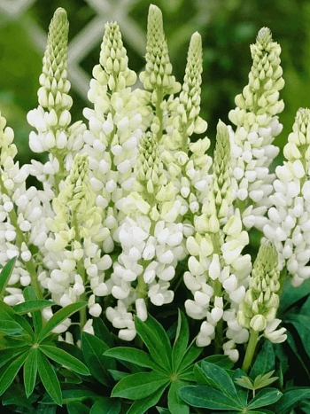 Люпин многолистный Noble Maiden