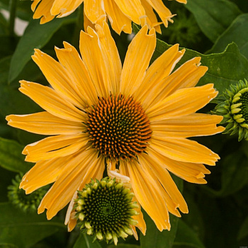 Эхинацея гибридная Sun Magic Fantastic Yellow
