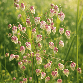 Трясунка средняя