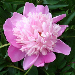 Пион травянистый Пинк Камея