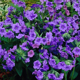 Медуница гибридная Blue Ensign