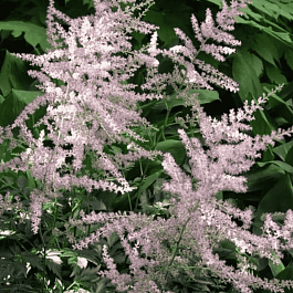 Астильба простолистная Hennie Graafland