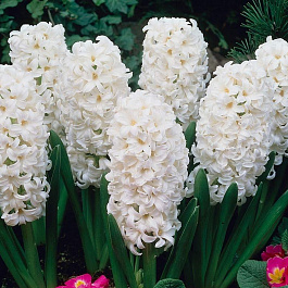 Гиацинт садовый Карнеги