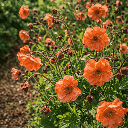 Гравилат чилийский Mai Tai