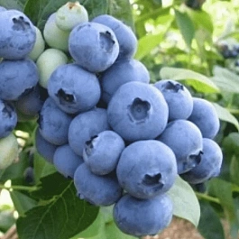 Голубика высокорослая Bonus