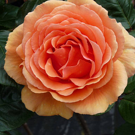 Роза чайно-гибридная Ашрам (Rose Ashram)