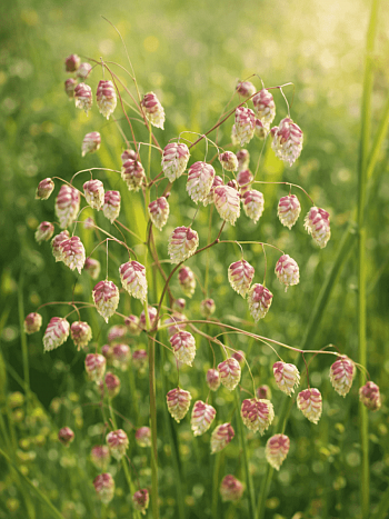 Трясунка средняя